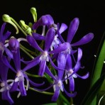 Vandachostylis Charm 'Blue Star'-Flowering Size